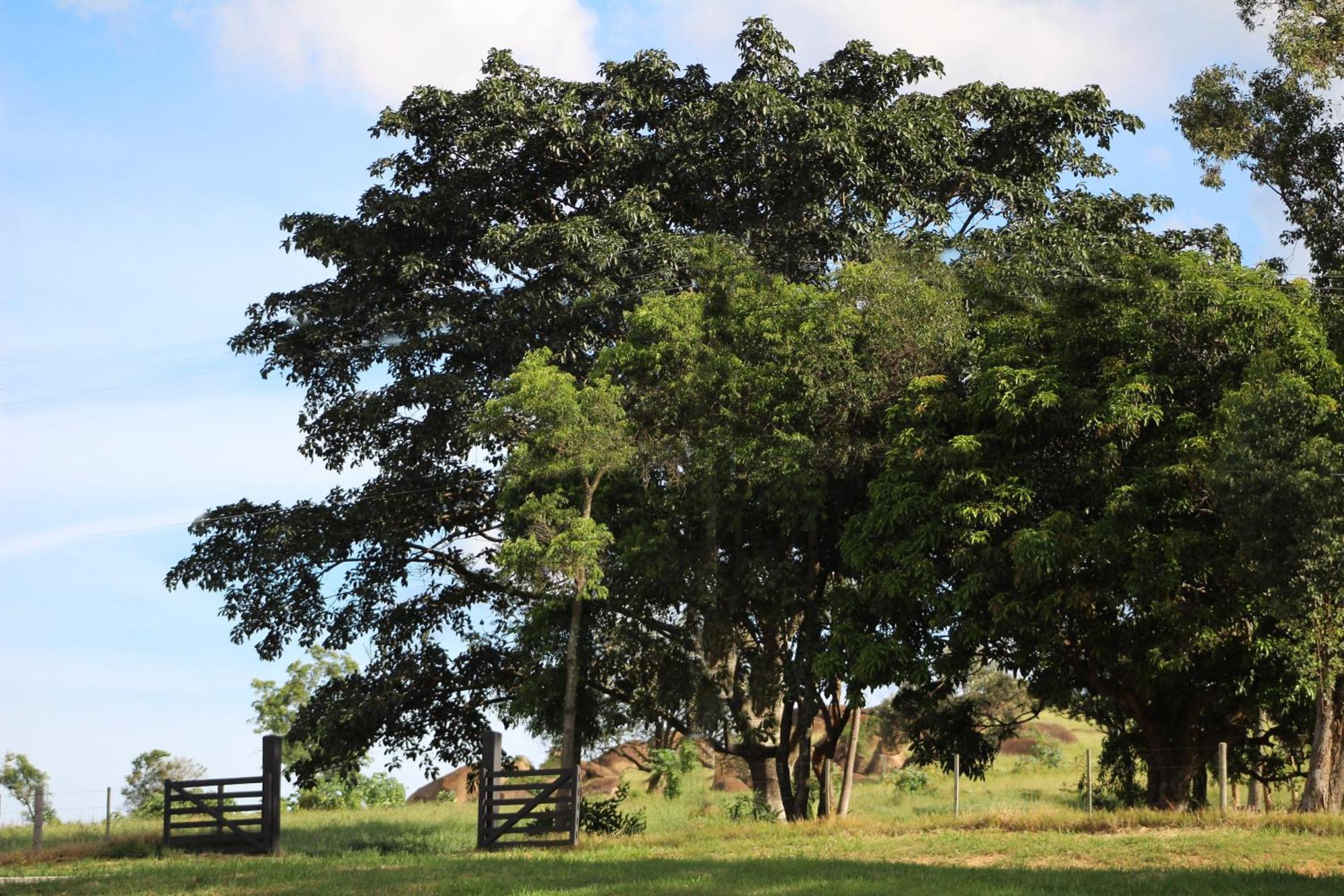 Limoeiro Da Concordia Hotel Fazenda De Charme Cabreúva Екстериор снимка